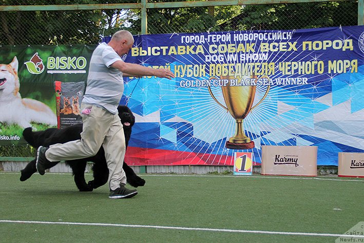 Фото: ньюфаундленд Zhorzhetta s Berega Dona (Жоржетта с Берега Дона)