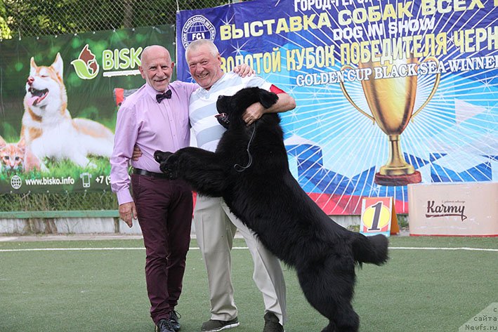 Фото: ньюфаундленд Zhorzhetta s Berega Dona (Жоржетта с Берега Дона)