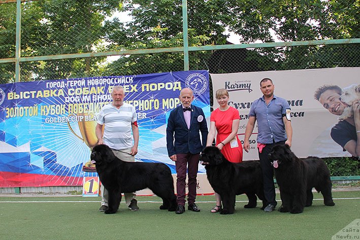 Фото: ньюфаундленд Zhorzhetta s Berega Dona (Жоржетта с Берега Дона), ньюфаундленд Laura s Berega Dona (Лаура с Берега Дона), ньюфаундленд Zimnyaya Vishnya s Berega Dona (Зимняя Вишня с Берега Дона)
