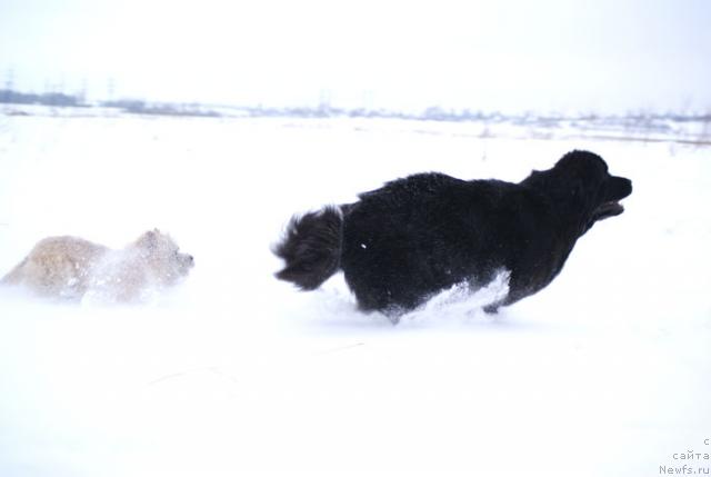 Фото: ньюфаундленд Beguschaya po Volnam Vsya Takaya Rastakaya (Бегущая по Волнам Вся Такая Растакая)