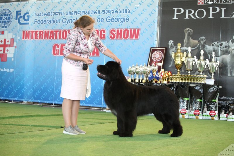 Фото: ньюфаундленд Belkonder-Club Yatsek (Белкондер-Клаб Яцек)