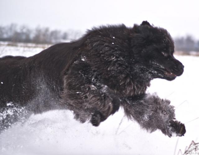 Фото: ньюфаундленд Beguschaya po Volnam Vsya Takaya Rastakaya (Бегущая по Волнам Вся Такая Растакая)