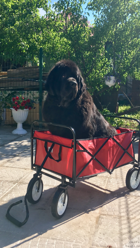 Фотография № 243232