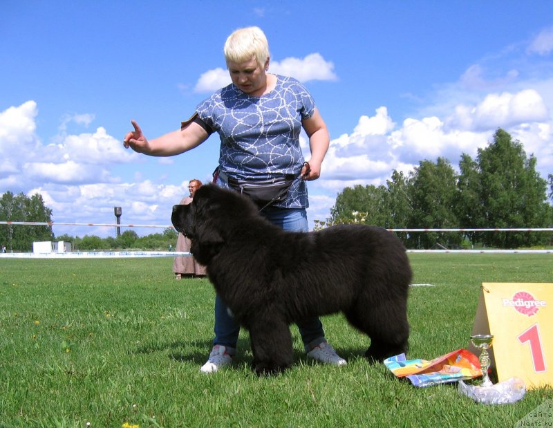 Фото: ньюфаундленд Gordey Doblestnyiy (Гордей Доблестный)