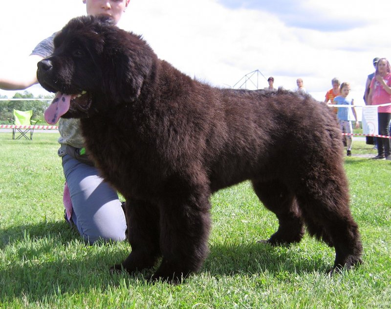 Фото: ньюфаундленд Okean Mechtyi Atlant (Океан Мечты Атлант)