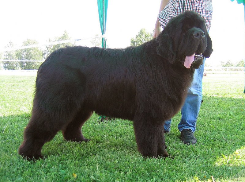 Фото: ньюфаундленд You Are Bright Charm iz Medvejyego Yara