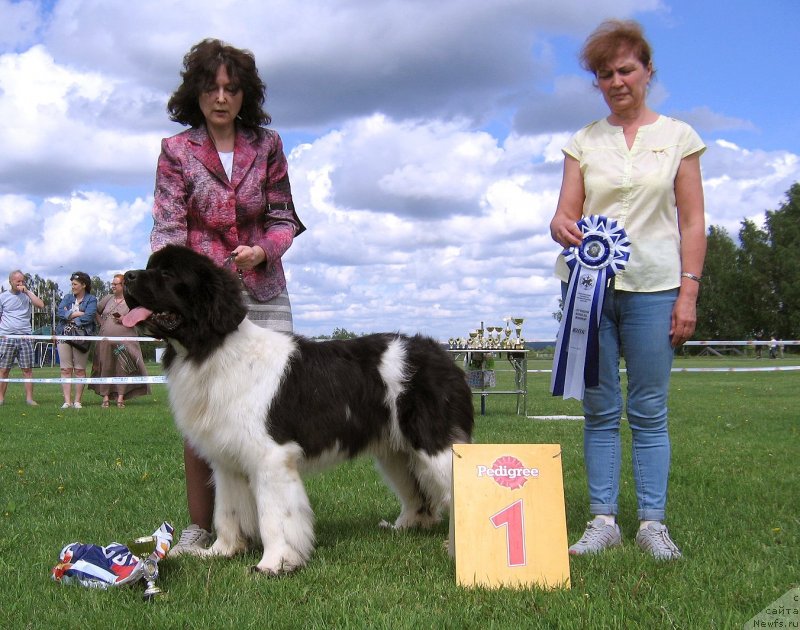 Фото: ньюфаундленд Diversant ot Karel'skih Medvedey (Диверсант от Карельских Медведей)
