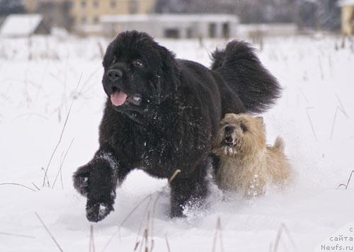 Фото: ньюфаундленд Beguschaya po Volnam Vsya Takaya Rastakaya (Бегущая по Волнам Вся Такая Растакая)