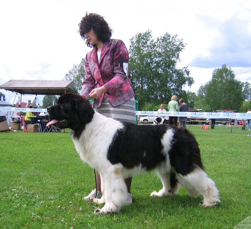 Фото: ньюфаундленд Diversant ot Karel'skih Medvedey (Диверсант от Карельских Медведей)