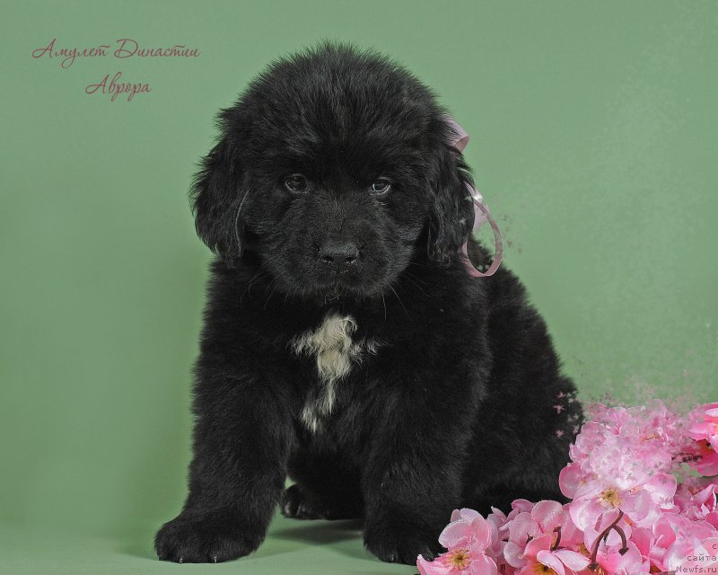 Фото: ньюфаундленд Amulet Dinastii Avrora (Амулет Династии Аврора)