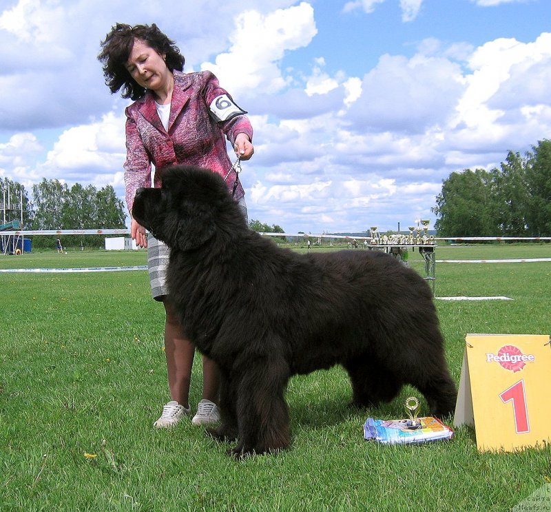 Фото: ньюфаундленд Little Bears Poseidone
