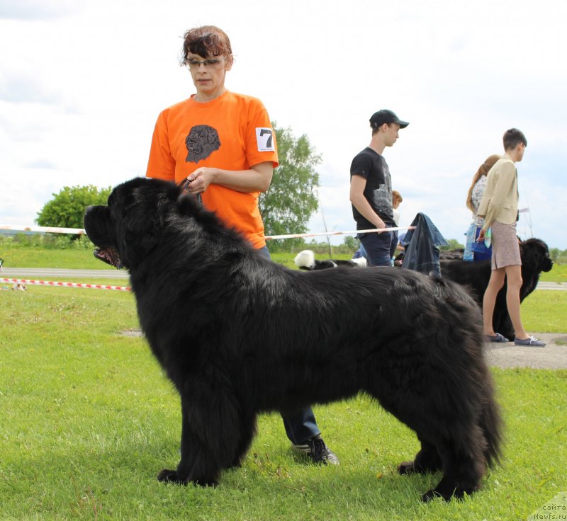 Фото: ньюфаундленд Ratibor iz Plemeni Kedra (Ратибор из Племени Кедра)