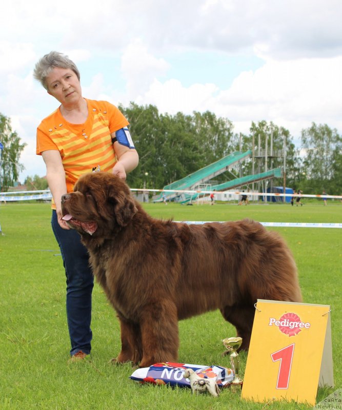 Фото: ньюфаундленд Plushevaya Panda Giorgio Beuerlu Hills (Плюшевая Панда Гиоргио Беуерлу Хиллс)