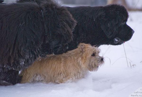 Фото: ньюфаундленд Cayuga Mescalero, ньюфаундленд Beguschaya po Volnam Vsya Takaya Rastakaya (Бегущая по Волнам Вся Такая Растакая)