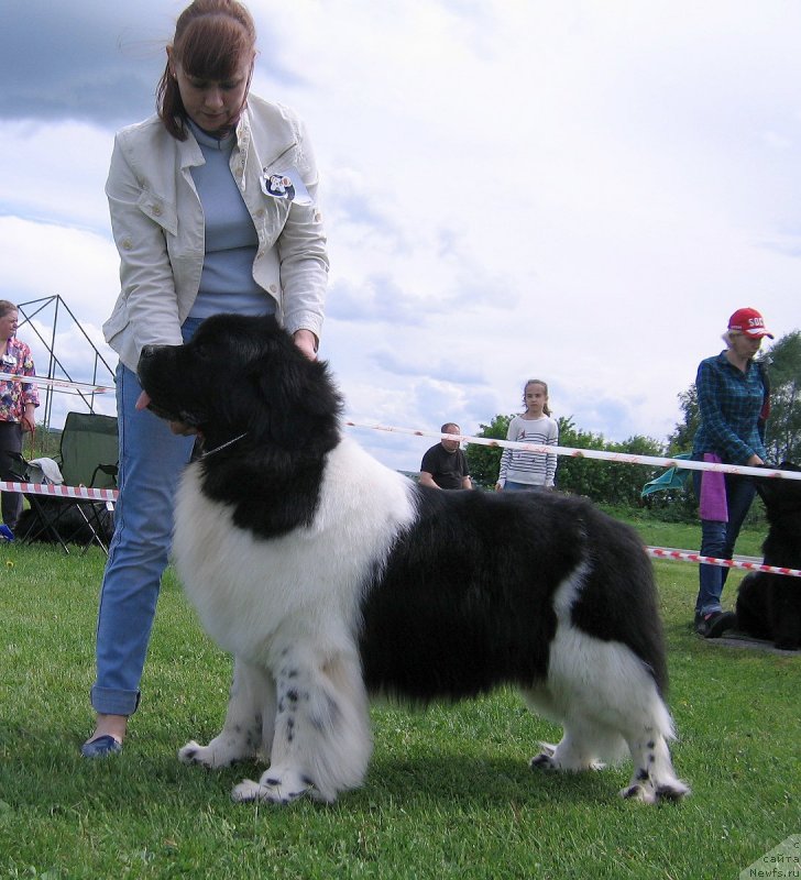 Фото: ньюфаундленд Gordon Ing'l Perikl'z from Rashn Bear (Гордон Инг'л Перикльз фром Рашн Беар)