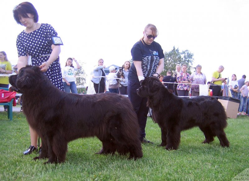 Фото: ньюфаундленд Odna Moya Takaya ot Sibirskogo Medvedja (Одна Моя Такая от Сибирского Медведя), ньюфаундленд CHelesta iz Plemeni Kedra (Челеста из Племени Кедра)