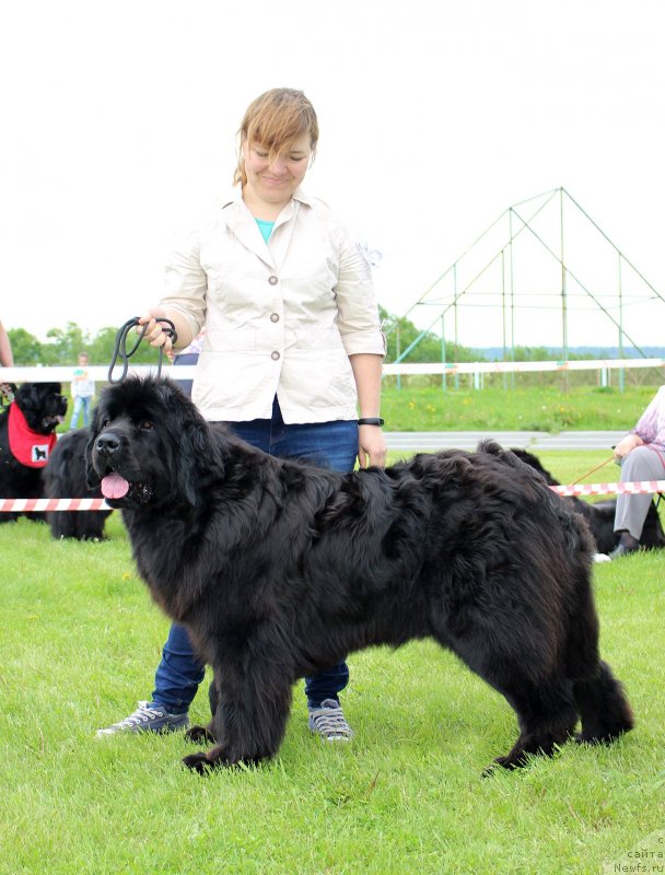 Фото: ньюфаундленд Brava Bravissima (Брава Брависсима)