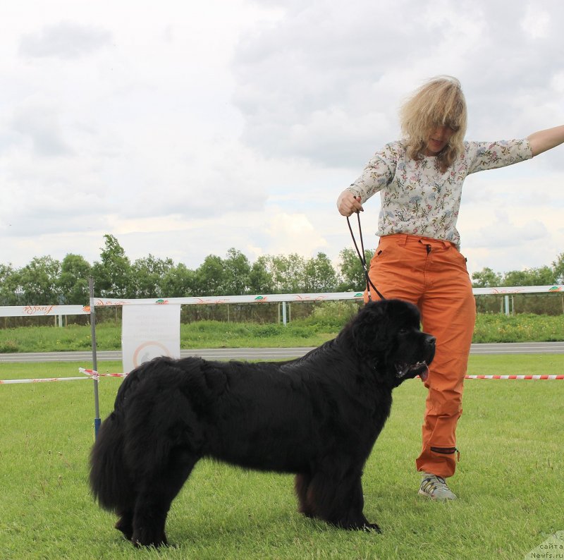 Фото: ньюфаундленд Chakra iz Plemeni Kedra (Чакра из Племени Кедра)
