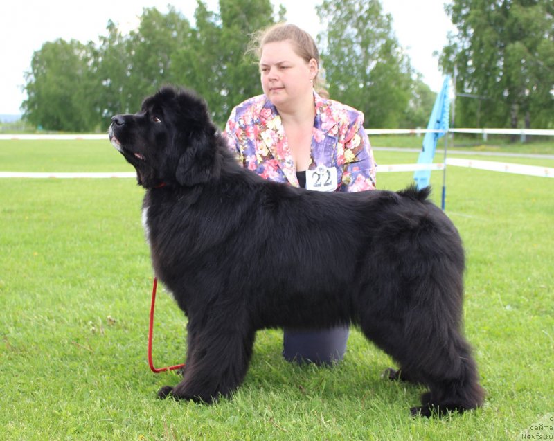 Фото: ньюфаундленд Dushechka s Berega Dona (Душечка с Берега Дона)
