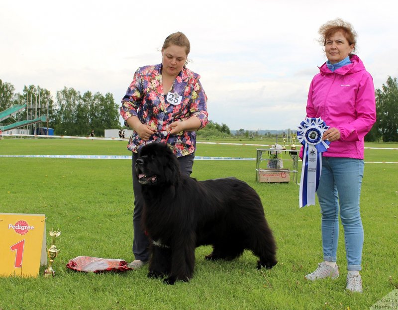 Фото: ньюфаундленд Marfa Dlja Tihogo Omuta iz Plemeni Kedra (Марфа для Тихого Омута из Племени Кедра)