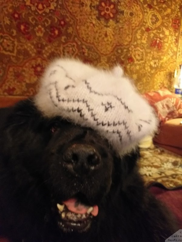 Фото: ньюфаундленд Zhdanny Syn Vialiki Miadzvedz