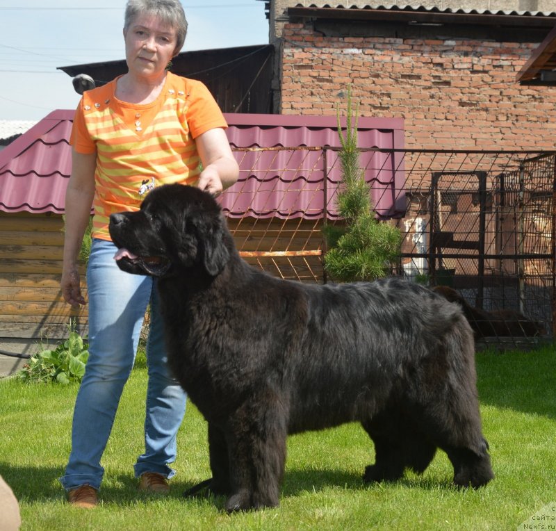 Фото: ньюфаундленд S'Nezhnaya Vjuga Vento Di Fiori (С'Нежная Вьюга Венто Ди Фиори)