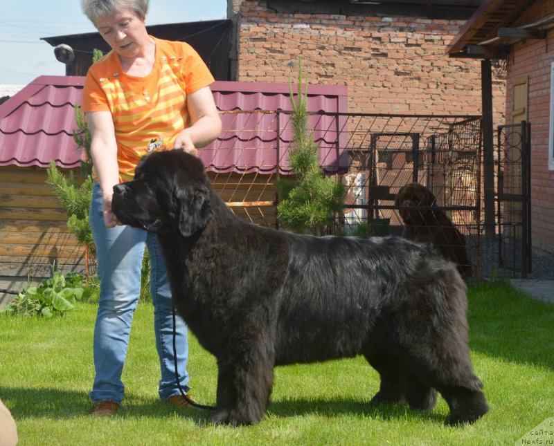 Фото: ньюфаундленд S'Nezhnaya Vjuga Vento Di Fiori (С'Нежная Вьюга Венто Ди Фиори)