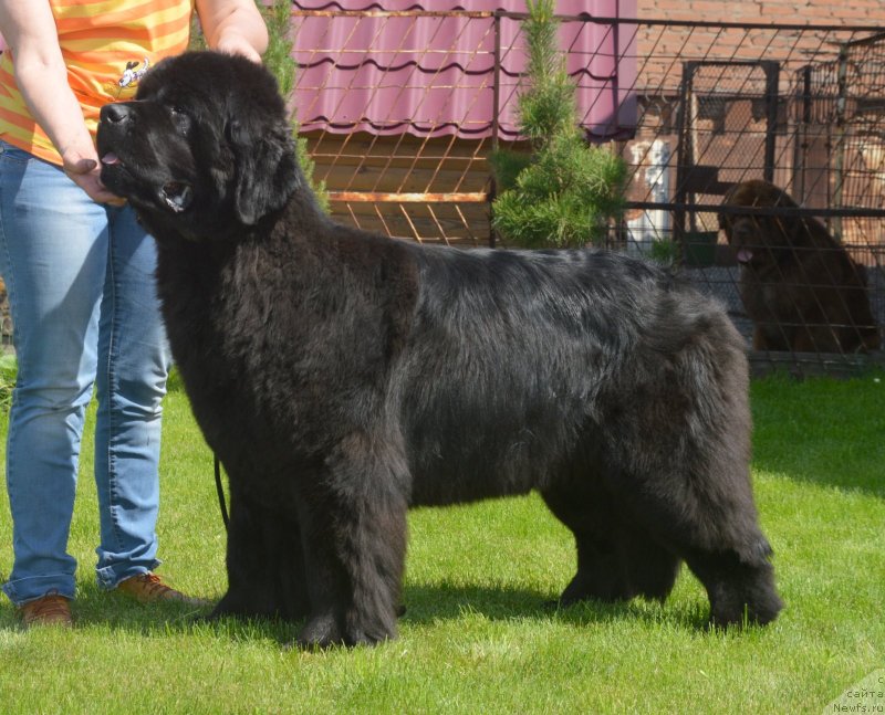 Фотография № 243283