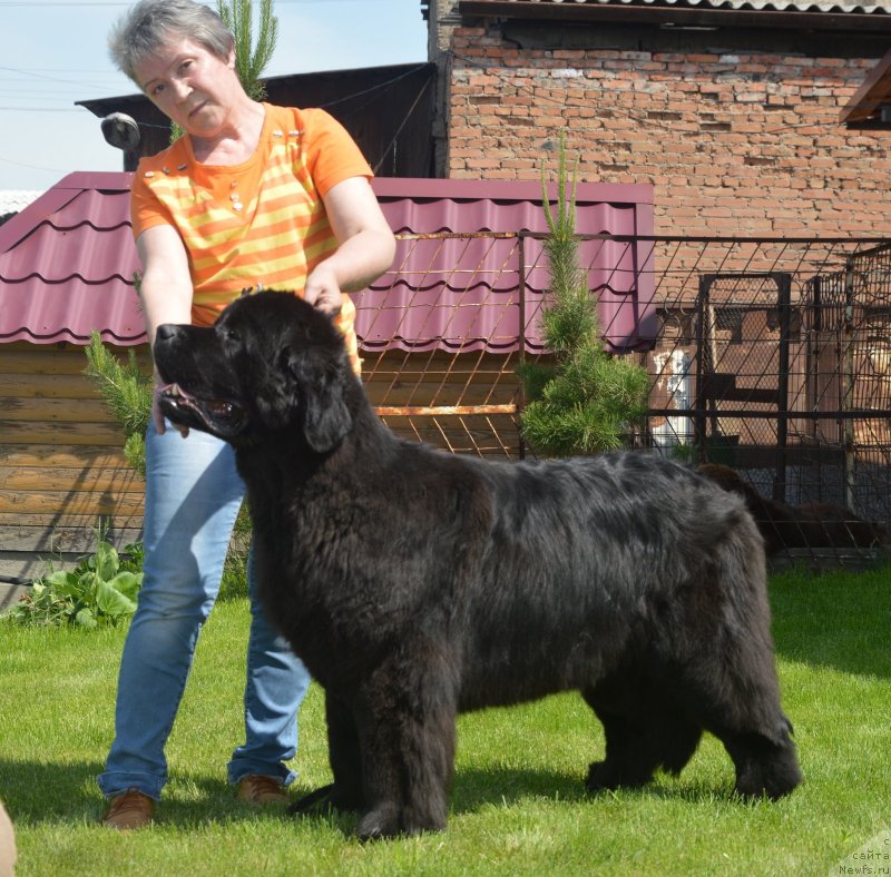 Фото: ньюфаундленд S'Nezhnaya Vjuga Vento Di Fiori (С'Нежная Вьюга Венто Ди Фиори)