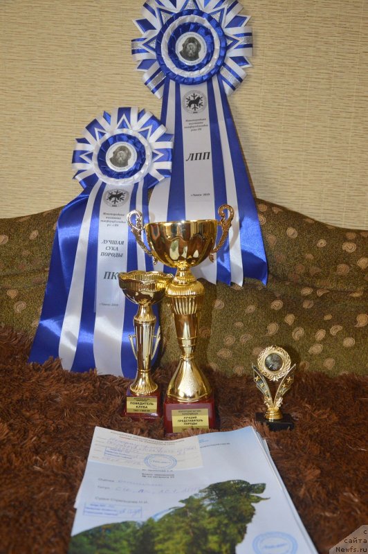 Фото: ньюфаундленд S'Nezhnaya Vjuga Vento Di Fiori (С'Нежная Вьюга Венто Ди Фиори)