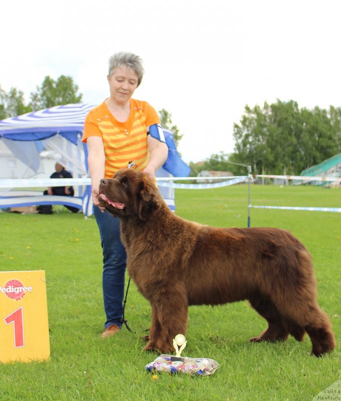 Фото: ньюфаундленд S'Nezhnaya Vjuga Golden Purissima (С'Нежная Вьюга Голден Пуриссима)