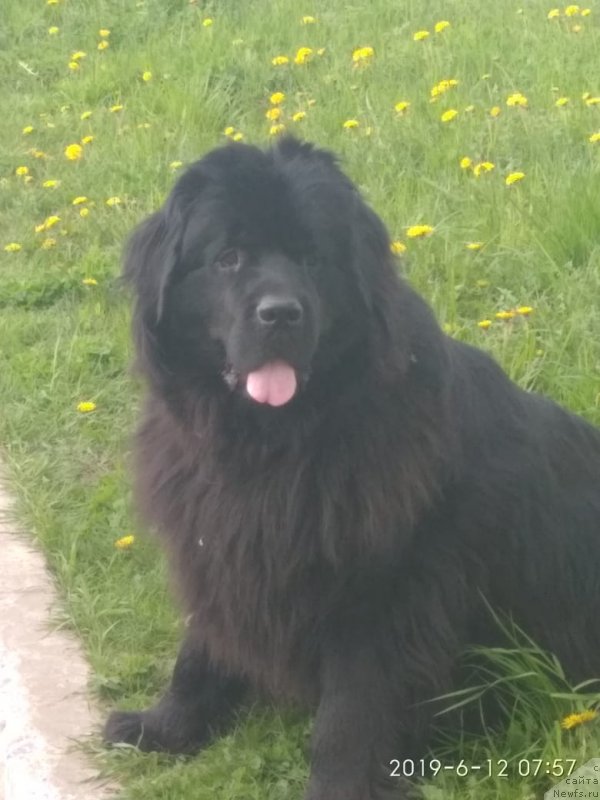 Фото: ньюфаундленд Talisman Morya Kalipso (Талисман Моря Калипсо)