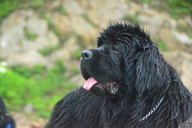 Фото: ньюфаундленд Talisman Morya Izumrudnaya Volna (Талисман Моря Изумрудная Волна)