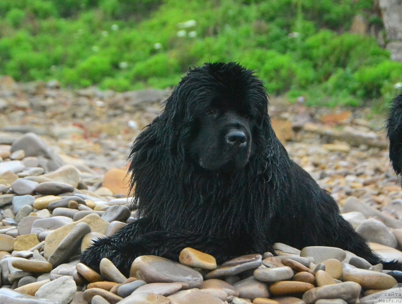 Фото: ньюфаундленд Talisman Morya Korvet (Талисман Моря Корвет)