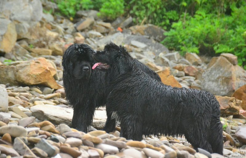 Фото: [d12808, ньюфаундленд Talisman Morya Korvet (Талисман Моря Корвет)