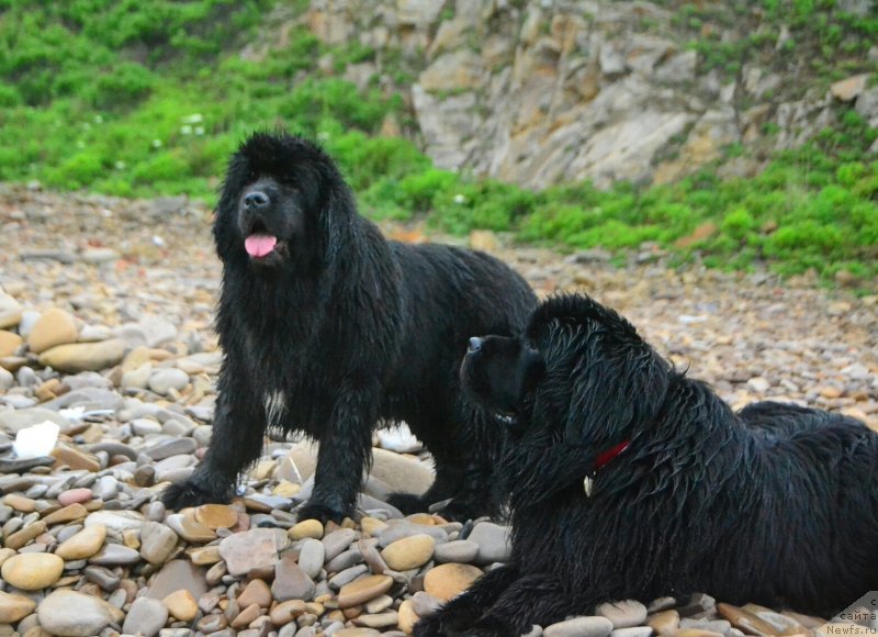 Фото: ньюфаундленд Talisman Morya Mishel' (Талисман Моря Мишель), ньюфаундленд Talisman Morya Korvet (Талисман Моря Корвет)