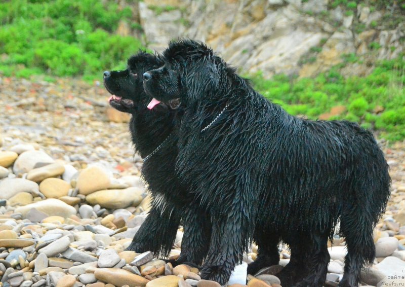Фото: ньюфаундленд Talisman Morya Mishel' (Талисман Моря Мишель), ньюфаундленд Talisman Morya Izumrudnaya Volna (Талисман Моря Изумрудная Волна)