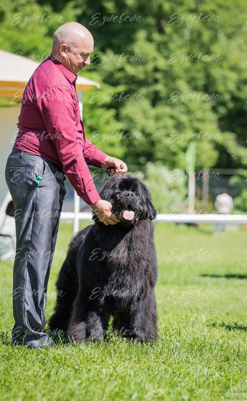 Фото: ньюфаундленд Vyatskiy Medved Nepobedimaya Janna (Вятский Медведь Непобедимая Жанна)