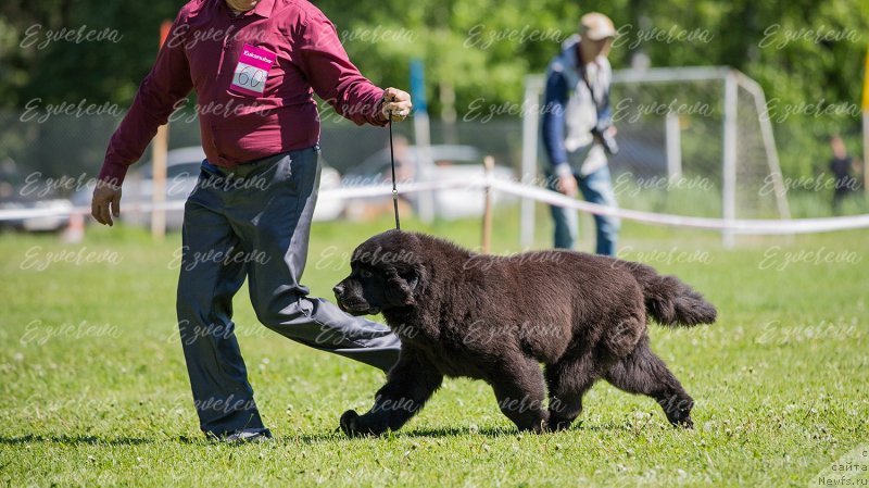 Фото: ньюфаундленд Vyatskiy Medved' Princessa Proline (Вятский Медведь Принцесса Пролине)