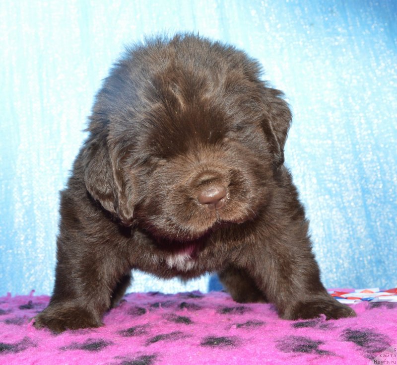 Фото: Щенки от, ньюфаундленд I Follow The Sun de L'Etoile de Cyrice, ньюфаундленд Sent Djons Yustiniya Yuliya (Сент Джонс Юстиния Юлия)