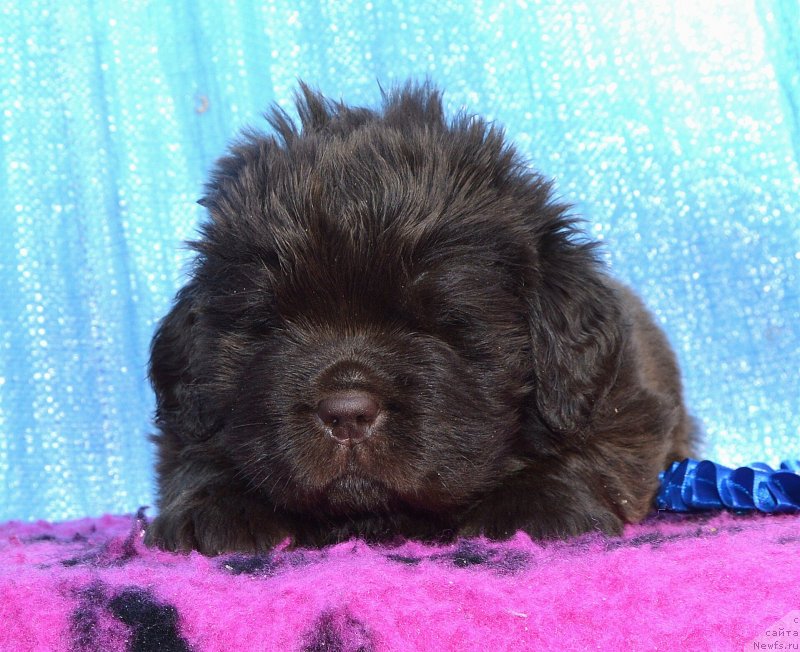 Фото: Щенки от, ньюфаундленд I Follow The Sun de L'Etoile de Cyrice, ньюфаундленд Sent Djons Yustiniya Yuliya (Сент Джонс Юстиния Юлия)