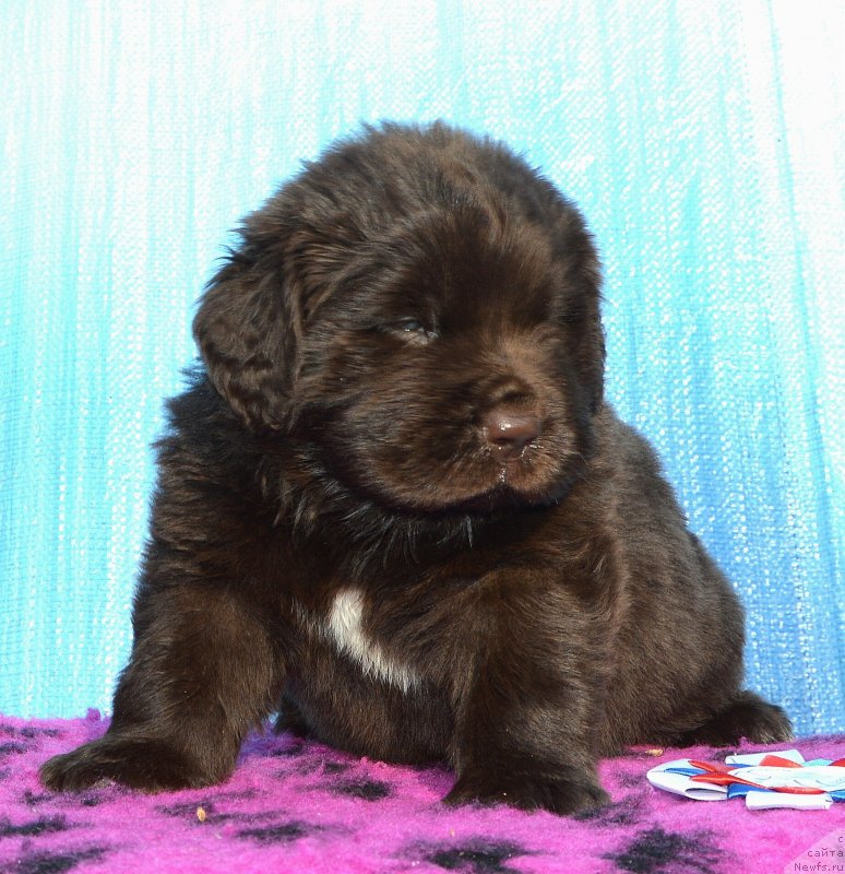 Фото: Щенки от, ньюфаундленд I Follow The Sun de L'Etoile de Cyrice, ньюфаундленд Sent Djons Yustiniya Yuliya (Сент Джонс Юстиния Юлия)