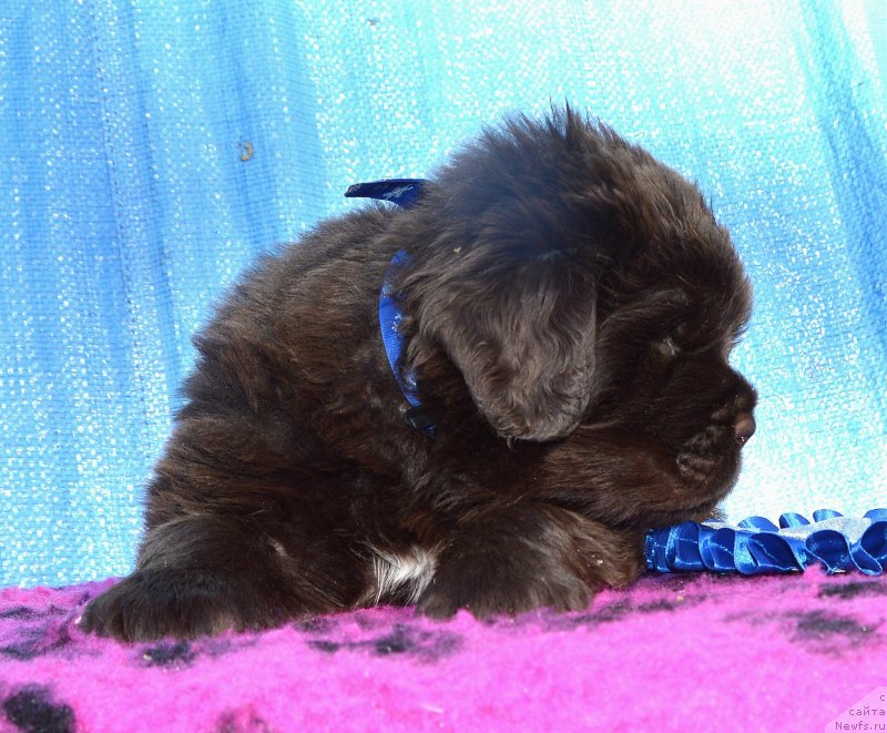 Фото: Щенки от, ньюфаундленд I Follow The Sun de L'Etoile de Cyrice, ньюфаундленд Sent Djons Yustiniya Yuliya (Сент Джонс Юстиния Юлия)