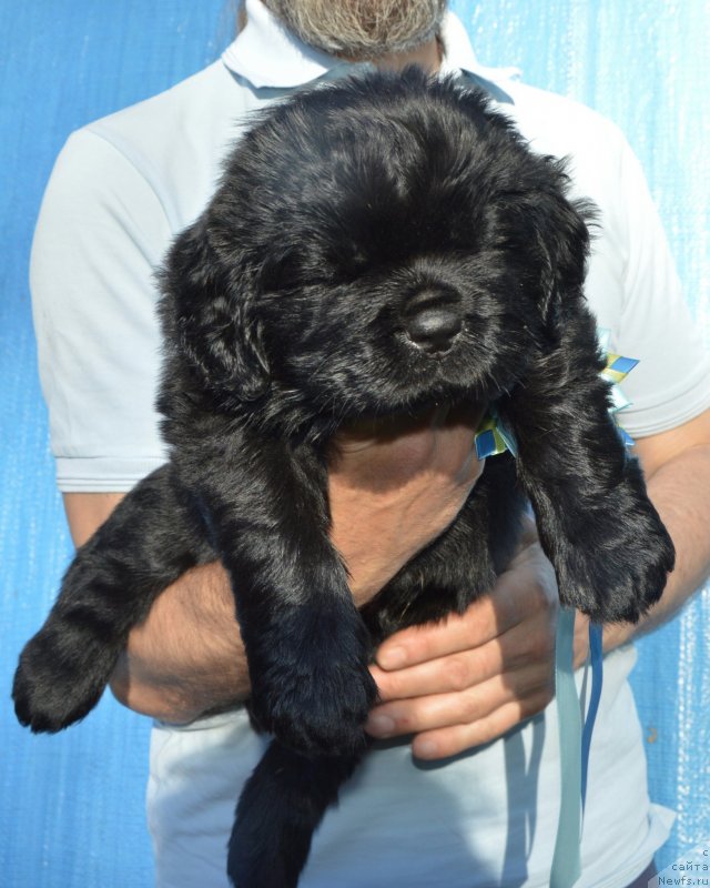 Фото: Щенки от, ньюфаундленд I Follow The Sun de L'Etoile de Cyrice, ньюфаундленд Sent Djons Yustiniya Yuliya (Сент Джонс Юстиния Юлия)