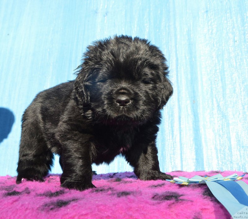 Фото: Щенки от, ньюфаундленд I Follow The Sun de L'Etoile de Cyrice, ньюфаундленд Sent Djons Yustiniya Yuliya (Сент Джонс Юстиния Юлия)