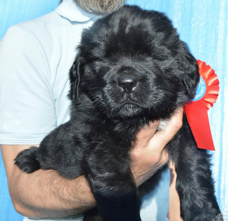 Фото: Щенки от, ньюфаундленд I Follow The Sun de L'Etoile de Cyrice, ньюфаундленд Sent Djons Yustiniya Yuliya (Сент Джонс Юстиния Юлия)