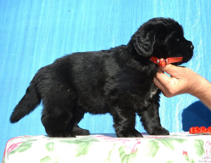 Фото: Щенки от, ньюфаундленд I Follow The Sun de L'Etoile de Cyrice, ньюфаундленд Sent Djons Yustiniya Yuliya (Сент Джонс Юстиния Юлия)