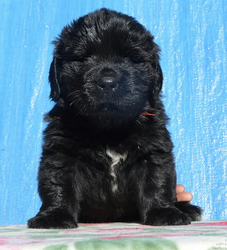 Фото: Щенки от, ньюфаундленд I Follow The Sun de L'Etoile de Cyrice, ньюфаундленд Sent Djons Yustiniya Yuliya (Сент Джонс Юстиния Юлия)