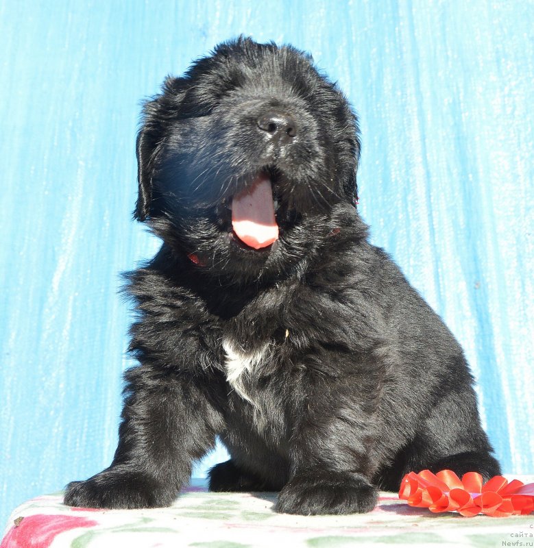 Фото: Щенки от, ньюфаундленд I Follow The Sun de L'Etoile de Cyrice, ньюфаундленд Sent Djons Yustiniya Yuliya (Сент Джонс Юстиния Юлия)