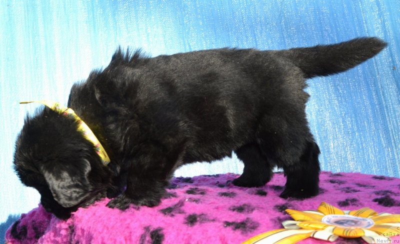 Фото: Щенки от, ньюфаундленд I Follow The Sun de L'Etoile de Cyrice, ньюфаундленд Sent Djons Yustiniya Yuliya (Сент Джонс Юстиния Юлия)